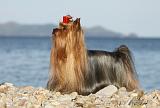 YORKSHIRE TERRIER 352